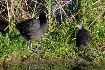Foulque caronculée,.Fulica cristata, Red knobbed Coot