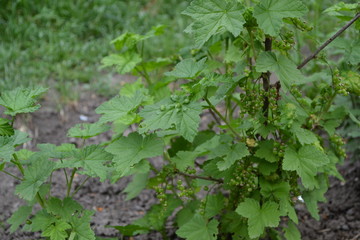 Blue berries. Green leaves, bushes. Gardening Home garden, flower bed. House, field, farm. Black currant. Ribes nigrum. Sweet dark berries. Tasty and healthy. Juice, compote, jam
