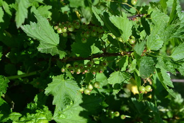 Blue berries. Green leaves, bushes. Gardening Home. Black currant. Ribes nigrum. Sweet dark berries. Juice, compote, jam