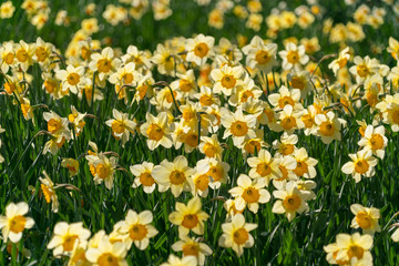 Obraz premium field of yellow flowers