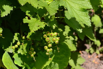 Blue berries. Green leaves, bushes. Gardening Home garden, bed. Black currant. Ribes nigrum. Sweet dark berries. Juice, compote, jam