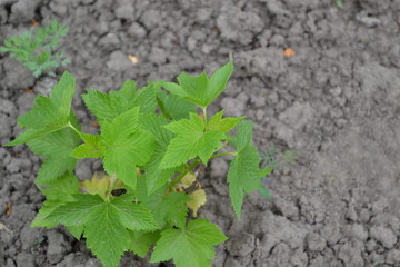 Blue berries. Green leaves, bushes. Gardening Home garden, flower bed. Black currant. Ribes nigrum. Sweet dark berries. Tasty and healthy. Juice, compote, jam