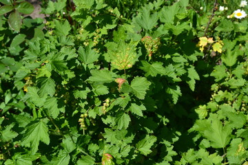 Blue berries. Green leaves, bushes. Gardening. Black currant. Ribes nigrum. Sweet dark berries. Juice