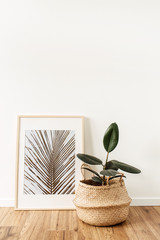 Home plant ficus in rattan pot in front of photo frame with photo of topical palm leaf. Minimal modern interior design concept.