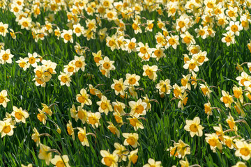 field of yellow flowers