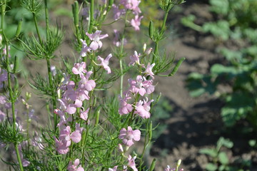Green leaves, bushes. Gardening Home garden, flower bed. House. Field consolidation. Consolida regalis. Wild flower of pink color. Delicate inflorescences. Annual herb