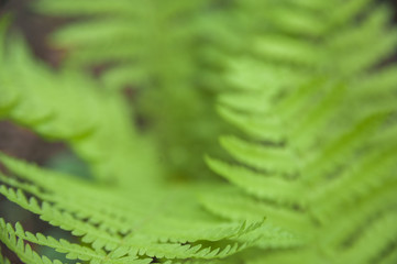 Background from fern close up and copy space. Texture of natural fern leaf macro.