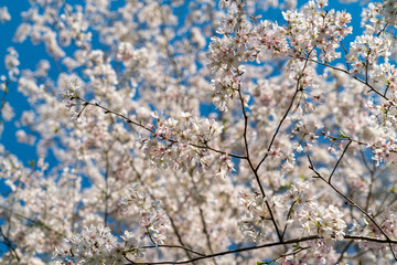 cherry blossom in spring
