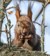 Fressendes Eichhörnchen im Baum