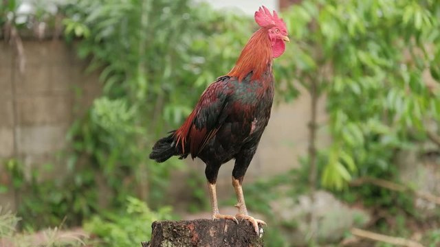 The rooster crows chicken standing on log