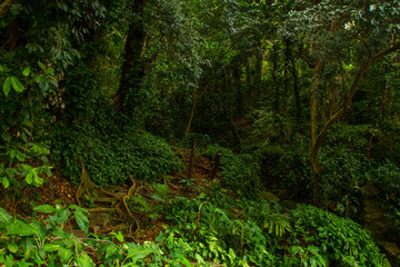 Ecotourism Trail in Tijuca National Park, Rio de Janeiro Brazil