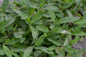 Green leaves. Knotweed bird, Polygonum aviculare. Annual herbaceous plant