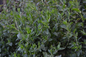 Home garden. Green leaves, bushes. Gardening, Field plant. Knotweed bird, Polygonum aviculare. Annual herbaceous plant