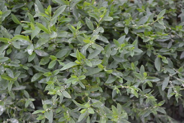 Knotweed bird, Polygonum aviculare. Green leaves, bushes. Gardening, Field plant. Home garden, flower bed. House, field, farm, village. Annual herbaceous plant