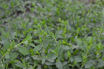 Knotweed bird, Polygonum aviculare. Green leaves. Gardening, Field plant. Annual herbaceous plant
