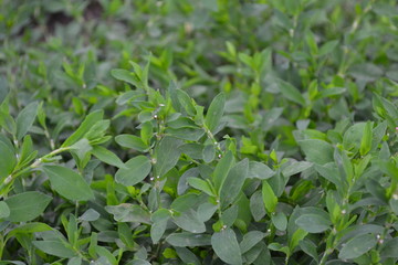 Knotweed bird, Polygonum aviculare. Green. Gardening, Field plant. Annual herbaceous plant