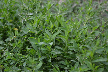Annual herbaceous plant. Green leaves, bushes. Gardening, Field plant. Home garden, flower bed. Knotweed bird, Polygonum aviculare