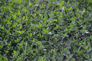 Green leaves, bushes. Field plant. Home garden, flower bed. House, field. Knotweed bird, Polygonum aviculare. Annual herbaceous plant