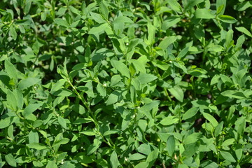 Fototapeta na wymiar Annual herbaceous plant. Green leaves, bushes. Knotweed bird, Polygonum aviculare