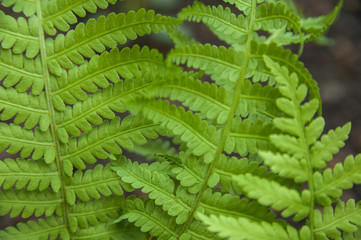 Background from fern close up and copy space. Texture of natural fern leaf macro.