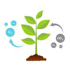 The tree that grows from seed is a big tree with green color and the seedlings grow into a big tree. Illustration of oxygen release and carbon dioxide absorption