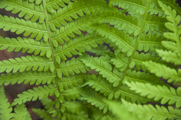 Background from fern close up and copy space. Texture of natural fern leaf macro.