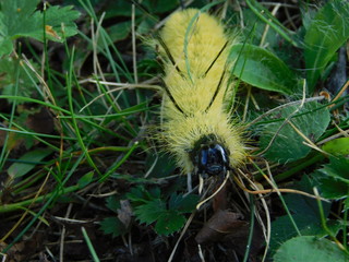 caterpillar