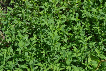 Fototapeta na wymiar Annual herbaceous plant. Green. Knotweed bird, Polygonum aviculare