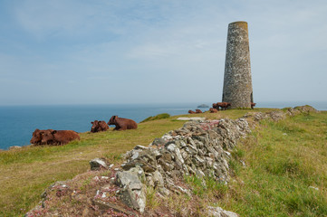 Free range red cows grazing on on clifftop grass with ocean and lighthouse in background in Cornwall, England