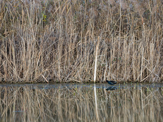 Coot ( fulica ) in front of reeds