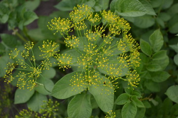 Anethum graveolens. Green leaves, bushes. Gardening. Home. Dill. Monotypic genus of short-lived annual herbaceous plants. Essential oil. Popular cooking seasoning