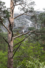 Landschaft um Andalsnes, Norwegen / Baum und Wald im Vordergrund, Berge im Hintergrund