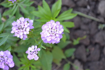 Green leaves, bushes. Gardening. Home garden, flower bed. House, field. Beautiful purple inflorescences. Small flowers. Iberis. Iberis umbellifera. Herb, flower