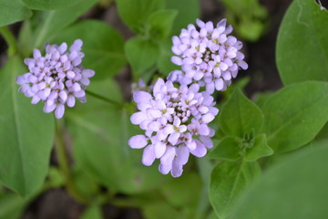 Fototapeta na wymiar Green leaves, bushes. Gardening. Home. Beautiful purple inflorescences. Small flowers. Iberis. Iberis umbellifera. Herb, flower