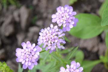 Green leaves, bushes. Gardening. Home garden. Beautiful purple inflorescences. Small flowers. Iberis. Iberis umbellifera. Herb, flower