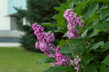 purple flowers in the garden
