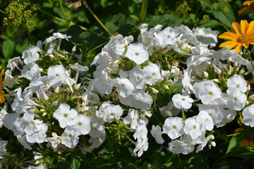 Gardening. Home garden. Beautiful inflorescences. Phlox flower. Perennial herbaceous plant. High branches. White flowers