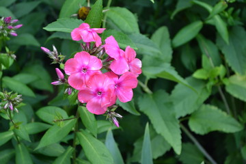Green. Beautiful inflorescences. Phlox flower. Perennial herbaceous plant. High branches. Purple flowers