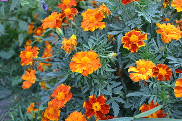 Green leaves, bushes. Gardening. Home garden. Beautiful. Flower Marigold. Tagetes erecta. Flowering herb. Orange flowers