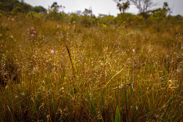 Grassy vegetation with water droplets of dew. Ibitipoca State Park, Minas Gerais, Brazil.