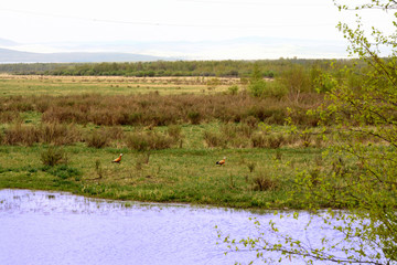 wild duck, bird, landscape, nature, sky, field, grass, clouds, tree, meadow