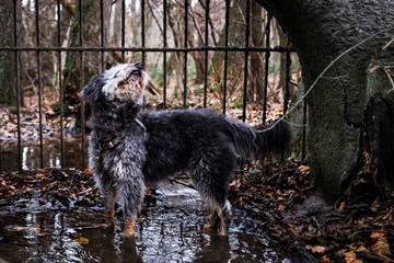 dog in the forest behind bars