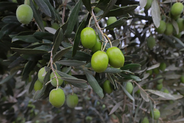 Olive trees in Izmir / Turkey