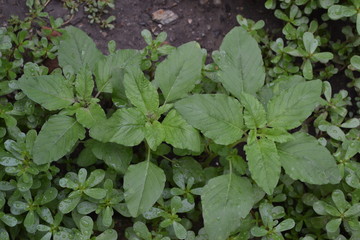 Green leaves, bushes. Gardening. Home garden. Amaranth. Amaranthus retroflexus. Annual herbaceous plant. Weed