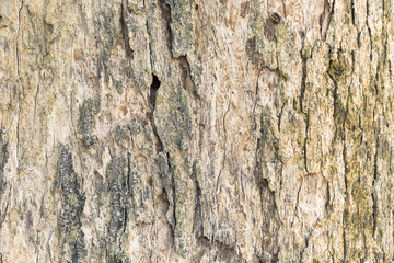 Old tree bark very detailed texture background
