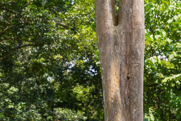 Fototapeta premium tree in the forest with blurred background