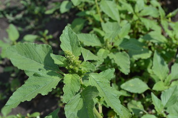 Amaranth. Amaranthus retroflexus. Green leaves, bushes. Gardening. Home garden, flower bed. Annual herbaceous plant. Weed