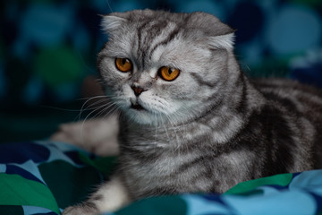 curious Scottish lop ear lying on a blue green bed