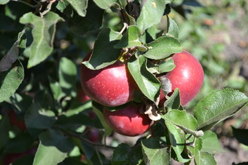 Apple. Gardening. Home garden. Fruitful trees, green leaves. Juicy healthy fruit. Tasty and healthy