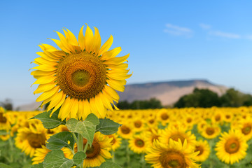 Big sunflower in sunflower field on  blue sky background,